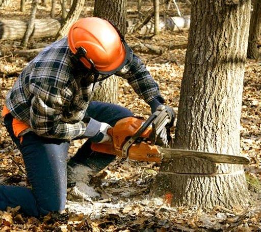 Tree Removal in May, OK